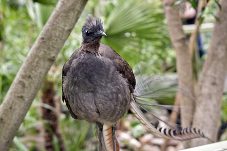 lyrebird, mimicry