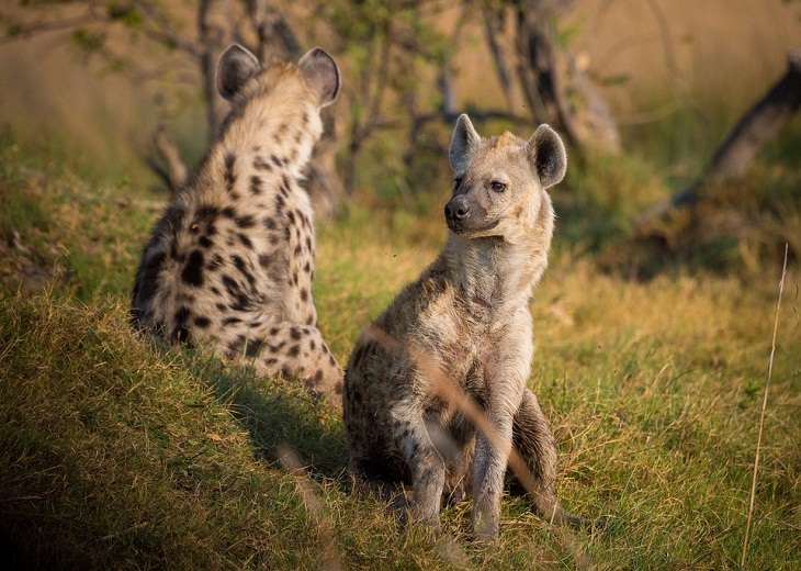 Hyenas , digestive system