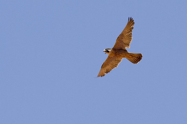 peregrine falcon sight