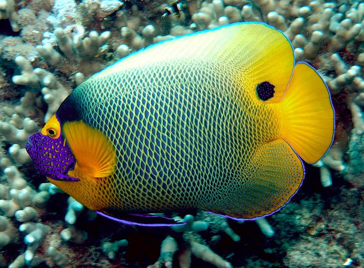 Beautiful, colorful and bright ocean fish with unique features that are ideal for marine and saltwater home aquariums, Yellowface Angelfish (Pomacanthus xanthometopon)