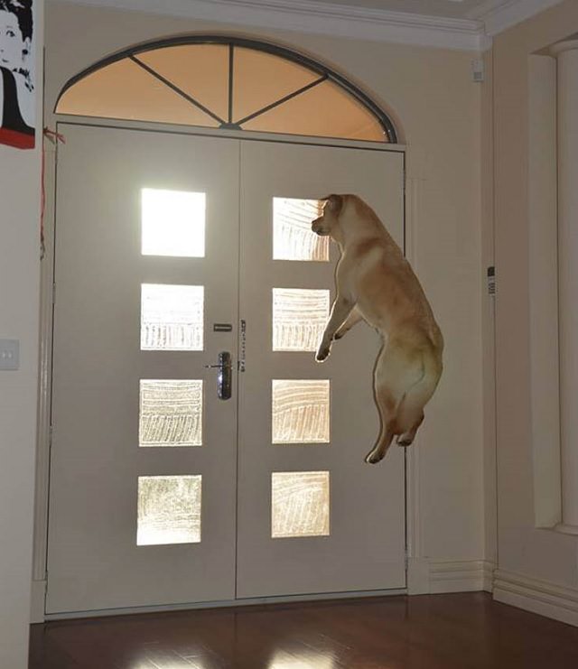 Hilarious, funny, perfectly timed dog moments caught on camera in photographs