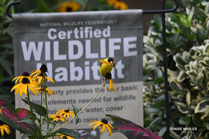 Beautiful winner and runner up entries of the Garden for Wildlife Photo Contest 2019, which show the meeting of nature, wildlife, people, plants and habitats in different settings, Certified Wildlife Habitat Landscapes, Winner, American Goldfinch, I Love You, I Love You Not, By Denise Maples from Virginia Beach, Virginia