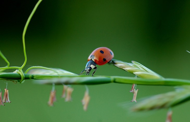 Beautiful winner and runner up entries of the Garden for Wildlife Photo Contest 2019, which show the meeting of nature, wildlife, people, plants and habitats in different settings, Young Habitat Photographers, Winner, Lady Beetle Chosing a Longer Path, By Raphaelle Thomet (age 15) from Newburg, Maryland