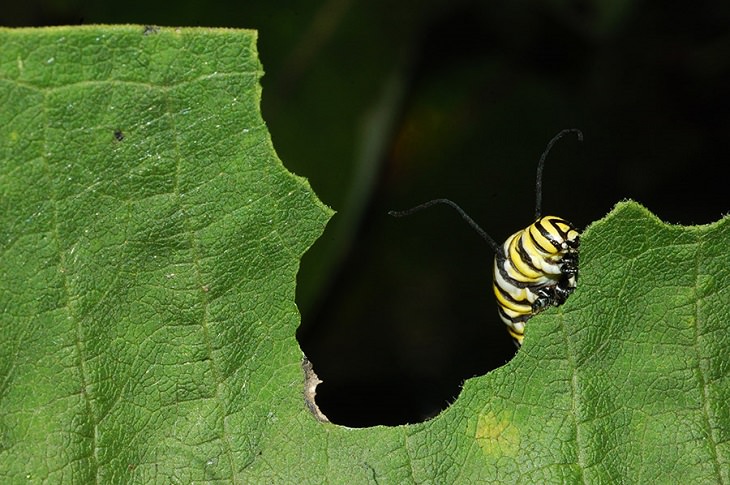 Beautiful winner and runner up entries of the Garden for Wildlife Photo Contest 2019, which show the meeting of nature, wildlife, people, plants and habitats in different settings, Young Habitat Photographers, Runner-Up, Monarch Caterpillar Munching on Milkweed Leaf, By Raphaelle Thomet from Newburg, Maryland