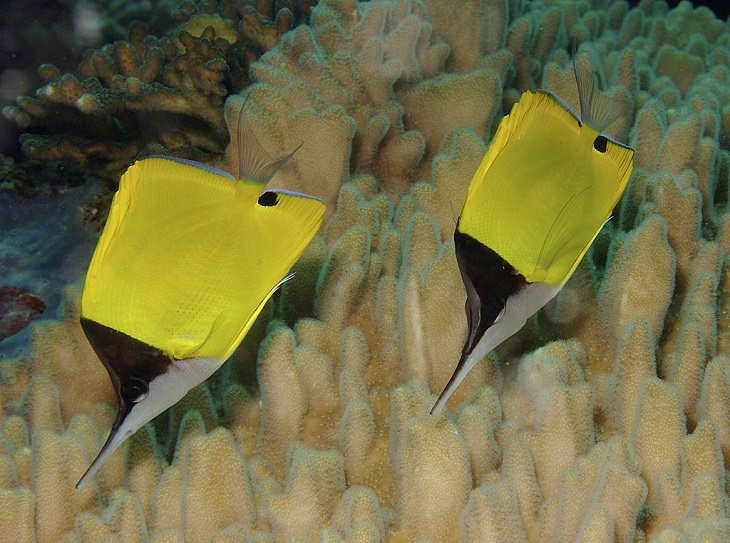 Beautiful, colorful and bright ocean fish with unique features that are ideal for marine and saltwater home aquariums, Yellow Longnose Butterflyfish (Forcipiger flavissimus)