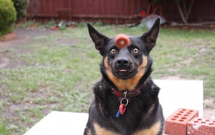 Hilarious, funny, perfectly timed dog moments caught on camera in photographs