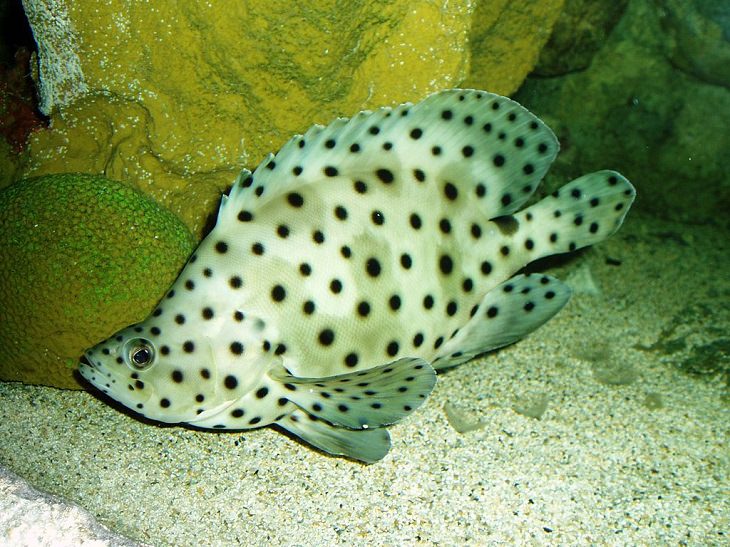 Beautiful, colorful and bright ocean fish with unique features that are ideal for marine and saltwater home aquariums, The humpback grouper (Cromileptes altivelis), polka dot