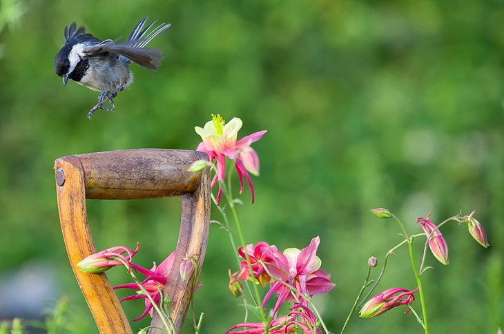 Beautiful winner and runner up entries of the Garden for Wildlife Photo Contest 2019, which show the meeting of nature, wildlife, people, plants and habitats in different settings, Wildlife Observed Where People Live, Work, Play, Learn And Worship, Winner, Chickadee Lands on Garden Tool, By Charles Bergman from Steilacoom, Washington