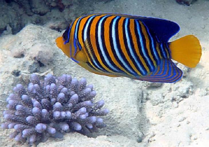 Beautiful, colorful and bright ocean fish with unique features that are ideal for marine and saltwater home aquariums, Royal Angelfish (Pygoplites diacanthus)