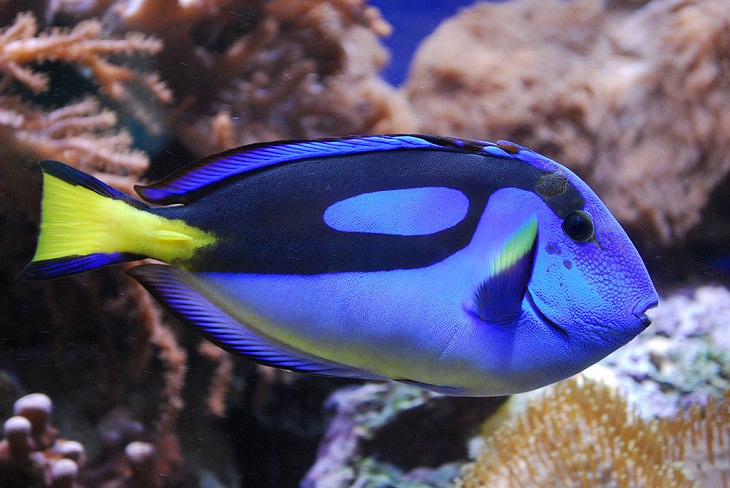 Beautiful, colorful and bright ocean fish with unique features that are ideal for marine and saltwater home aquariums, Blue Surgeonfish (Paracanthurus hepatus)