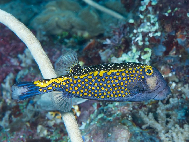 Beautiful, colorful and bright ocean fish with unique features that are ideal for marine and saltwater home aquariums, Spotted Box Fish (Ostracion meleagris)