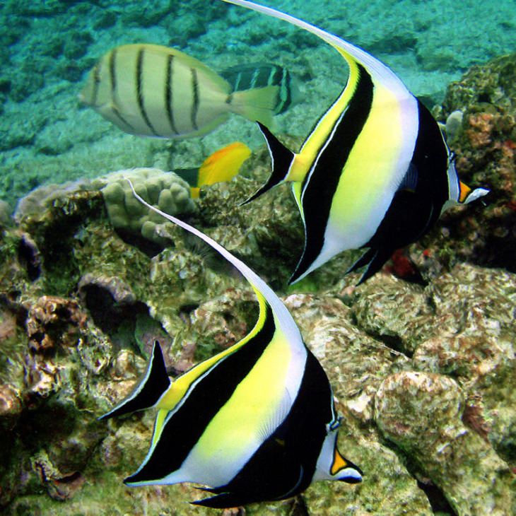 Beautiful, colorful and bright ocean fish with unique features that are ideal for marine and saltwater home aquariums, Moorish idol (Zanclus cornutus)