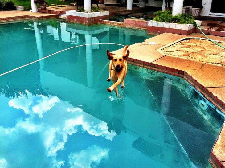 Hilarious, funny, perfectly timed dog moments caught on camera in photographs