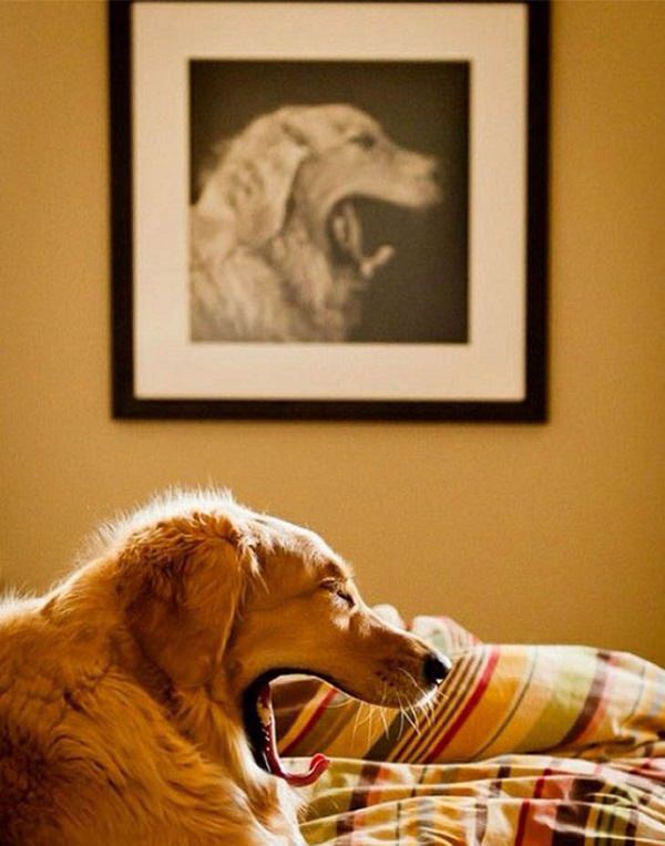 Hilarious, funny, perfectly timed dog moments caught on camera in photographs