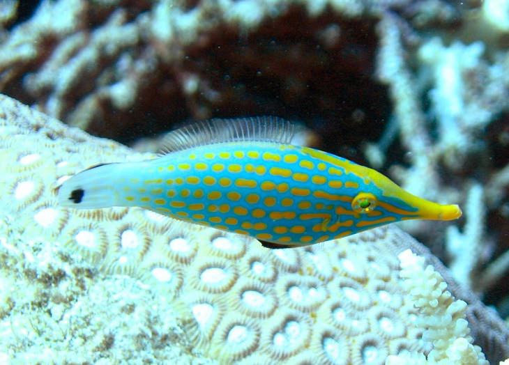 Beautiful, colorful and bright ocean fish with unique features that are ideal for marine and saltwater home aquariums, Harlequin Filefish (Oxymonacanthus longirostris)