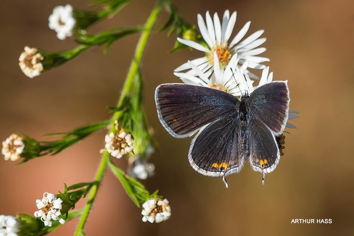 Beautiful winner and runner up entries of the Garden for Wildlife Photo Contest 2019, which show the meeting of nature, wildlife, people, plants and habitats in different settings, Close-Up Native Plants And Their Wildlife Visitors, Winner, Eastern Tailed-Blue, By Arthur Hass from Reston, Virginia