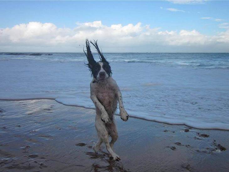 Hilarious, funny, perfectly timed dog moments caught on camera in photographs