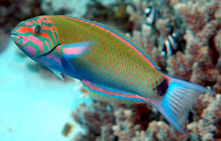 Beautiful, colorful and bright ocean fish with unique features that are ideal for marine and saltwater home aquariums, Moon wrasse (Thalassoma lunare), lyretail wrasse