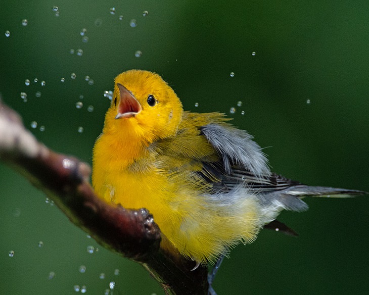 Beautiful winner and runner up entries of the Garden for Wildlife Photo Contest 2019, which show the meeting of nature, wildlife, people, plants and habitats in different settings, Grand-Prize Winner, Male Prothonotary Warbler in Shower, By Randy Streufert from Lorton, Virginia