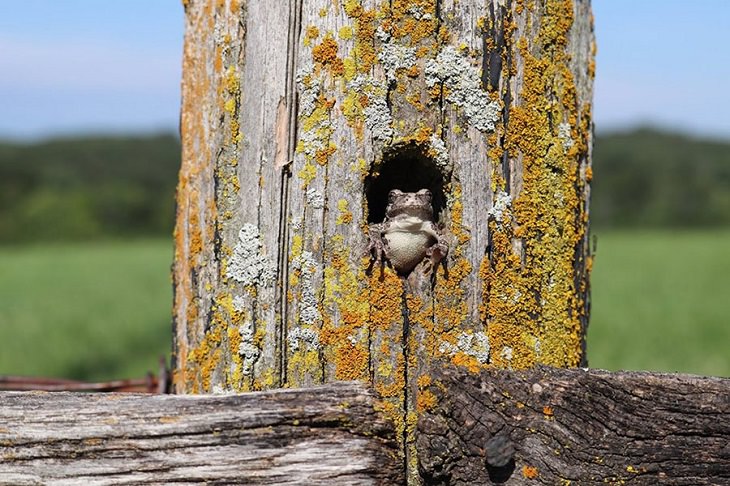 Beautiful winner and runner up entries of the Garden for Wildlife Photo Contest 2019, which show the meeting of nature, wildlife, people, plants and habitats in different settings, Certified Wildlife Habitat Landscapes, Runner-Up, Tree Frog in a Hole in a Fence Post, By Crysstal Shoults from Linn, Missouri