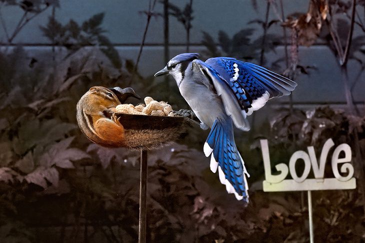 Beautiful winner and runner up entries of the Garden for Wildlife Photo Contest 2019, which show the meeting of nature, wildlife, people, plants and habitats in different settings, Wildlife Observed Where People Live, Work, Play, Learn And Worship, Runner-Up, Love Thy Neighbor - Blue Jay and Chipmunk, By Leigh Scott from Lowell Massachusetts