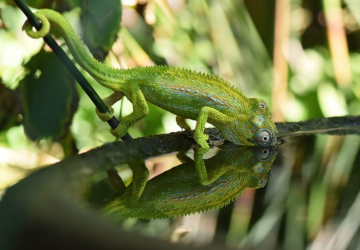 Beautiful winner and runner up entries of the Garden for Wildlife Photo Contest 2019, which show the meeting of nature, wildlife, people, plants and habitats in different settings, Runner-Up Winner, Cape Dwarf Chameleon Drinking Water from Backyard Garden Birdbath, By Dennis Quinn from Strand, Cape Town, South Africa