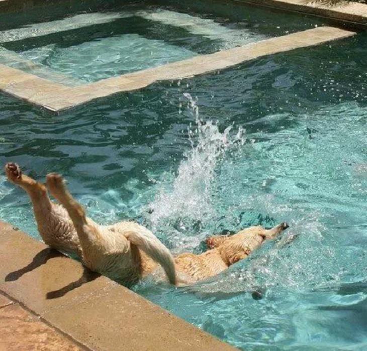 Hilarious, funny, perfectly timed dog moments caught on camera in photographs