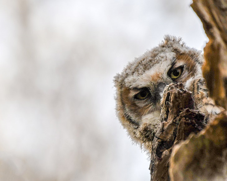 Beautiful winner and runner up entries of the Garden for Wildlife Photo Contest 2019, which show the meeting of nature, wildlife, people, plants and habitats in different settings, Close-Up Native Plants And Their Wildlife Visitors, Runner-Up, Great Horned Owlet Peeking from Behind a Tree, By Brent Barnes from Edmond, Oklahoma