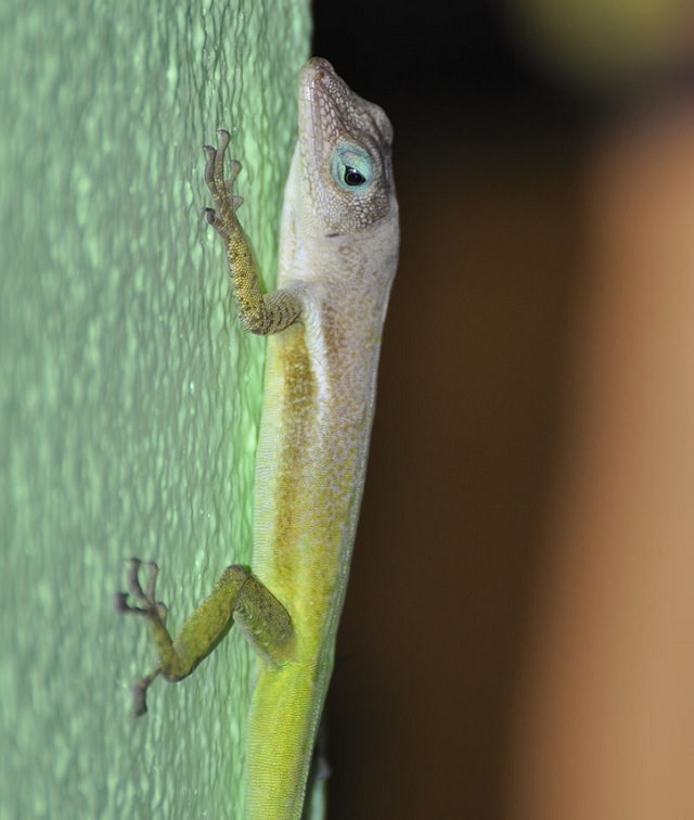 Beaches, festivals, cultural celebrations, world heritage sites, mountains, nature and wildlife, and other must see sights in Saint Lucia, windward islands, caribbean sea, The Saint Lucian anole (Anolis luciae)