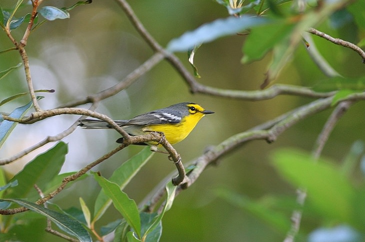 Beaches, festivals, cultural celebrations, world heritage sites, mountains, nature and wildlife, and other must see sights in Saint Lucia, windward islands, caribbean sea, The Saint Lucia warbler (Setophaga delicata)