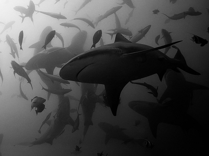 Winners of the 2019 Monochrome Photography Competition, 1st Place Winner, Wildlife Photographer of the Year, Professional, The bull sharks dance, By Serge MELESAN from France