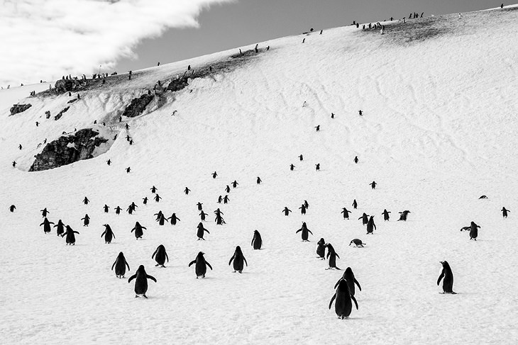 Winners of the 2019 Monochrome Photography Competition, 3rd Place Winner, Wildlife Photographer of the Year, Professional, Walking penguins, By Aleksander Myklebust from Norway