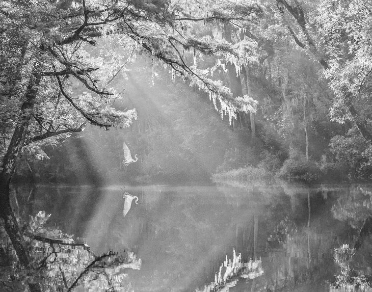 Winners of the 2019 Monochrome Photography Competition, 3rd Place Winner, Nature Discovery of the Year, Amateur, SWAMP IDYLL, By Caroline Peppiatt from United States