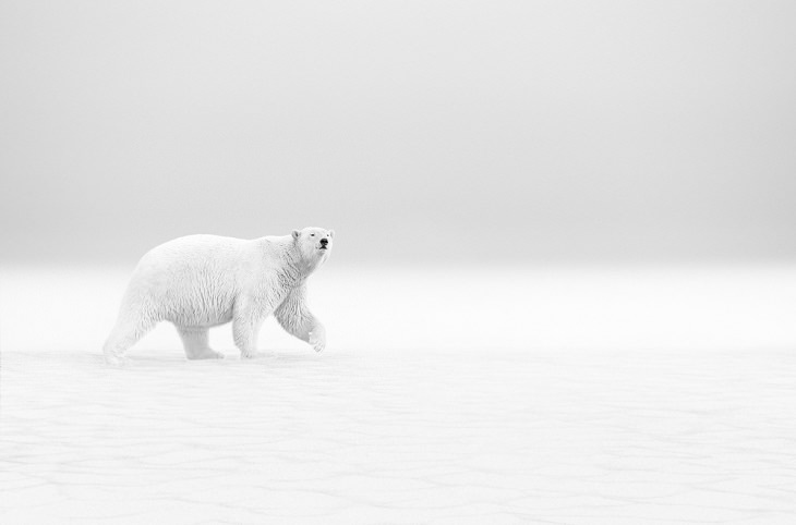 Winners of the 2019 Monochrome Photography Competition, 2nd Place Winner, Wildlife Photographer of the Year, Professional, Polar Walk, By Thomas Vijayan