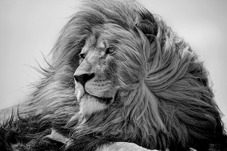 Winners of the 2019 Monochrome Photography Competition, 3rd Place Winner, Wildlife Discovery of the Year, Amateur, The King, By Victoria Carlson from United States