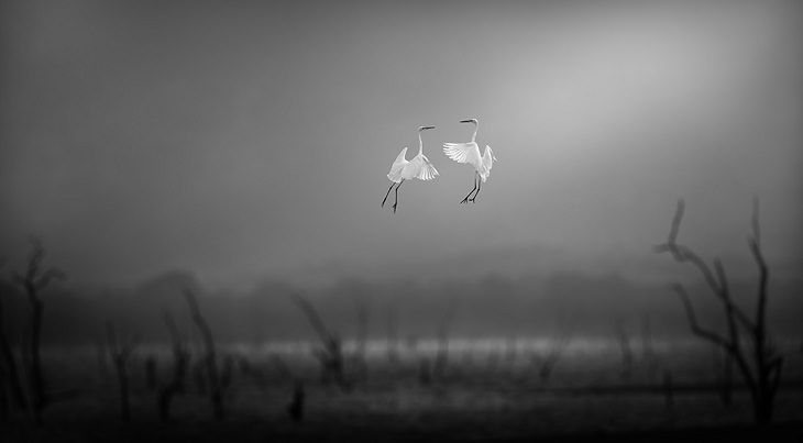 Winners of the 2019 Monochrome Photography Competition, 1st Place Winner, Wildlife Discovery of the Year, Amateur, Sky Dance, By Andreas Oberg from United Kingdom