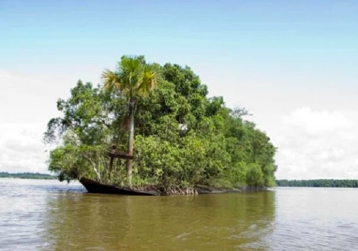 Photographs showing greenery, flowers, plants and trees growing over man-made objects, depicting times when nature won the battle against civilization, wrecked boat turned into a tree-covered island