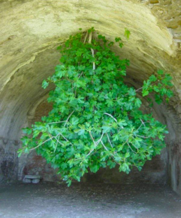 Photographs showing greenery, flowers, plants and trees growing over man-made objects, depicting times when nature won the battle against civilization, fig tree growing Through the cracks of the cement in a Naples’ archeological park, Italy