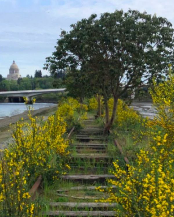 Photographs showing greenery, flowers, plants and trees growing over man-made objects, depicting times when nature won the battle against civilization, A train track in Washington state covered in trees and yellow flowers