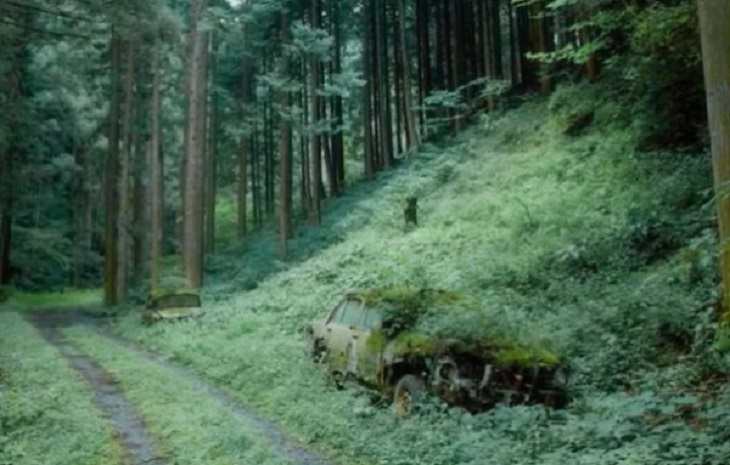 Photographs showing greenery, flowers, plants and trees growing over man-made objects, depicting times when nature won the battle against civilization, two cars hidden under plants and trees in a forest in Japan
