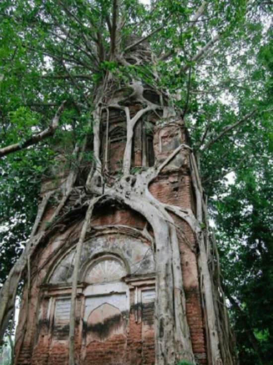 Photographs showing greenery, flowers, plants and trees growing over man-made objects, depicting times when nature won the battle against civilization, A sacred Bodhi tree entwines with an abandoned Shiva temple