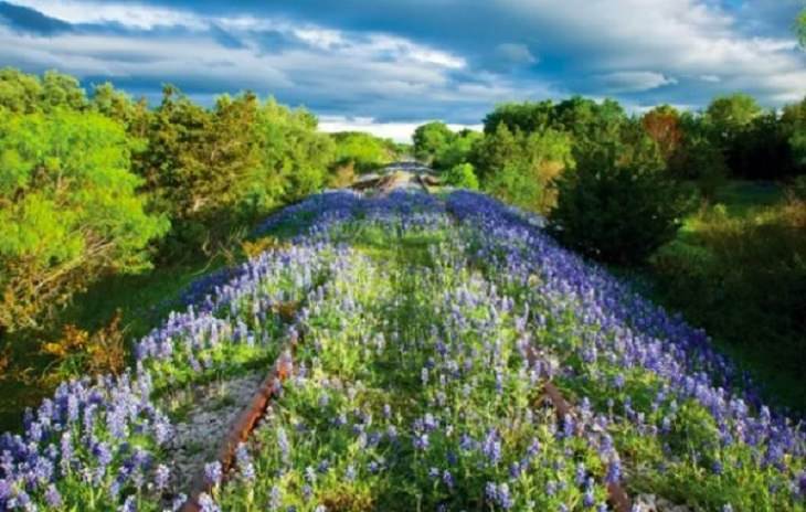Photographs showing greenery, flowers, plants and trees growing over man-made objects, depicting times when nature won the battle against civilization, abandoned railway track in Texas covered in flowers