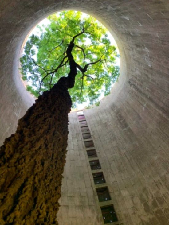Photographs showing greenery, flowers, plants and trees growing over man-made objects, depicting times when nature won the battle against civilization, an abandoned silo with a tree growing to the top of it