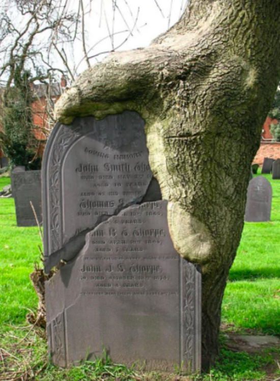 Photographs showing greenery, flowers, plants and trees growing over man-made objects, depicting times when nature won the battle against civilization, A tombstone from the 1800’s that a tree grew around