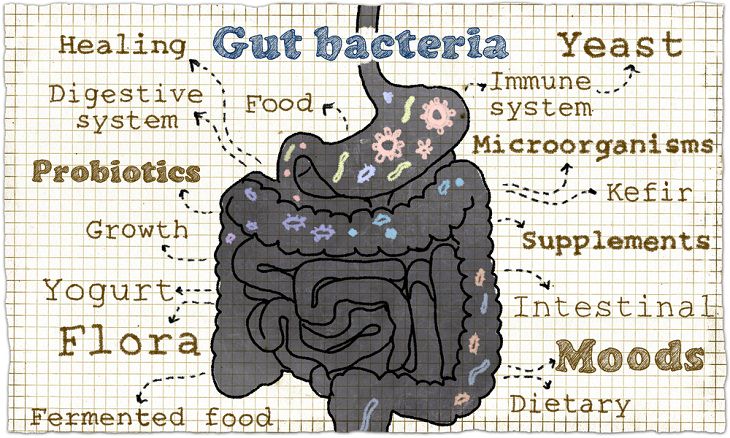 gut infographic