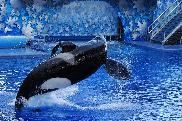 Most Famous Animals in the world, Tilikum, Tilly the orca whale