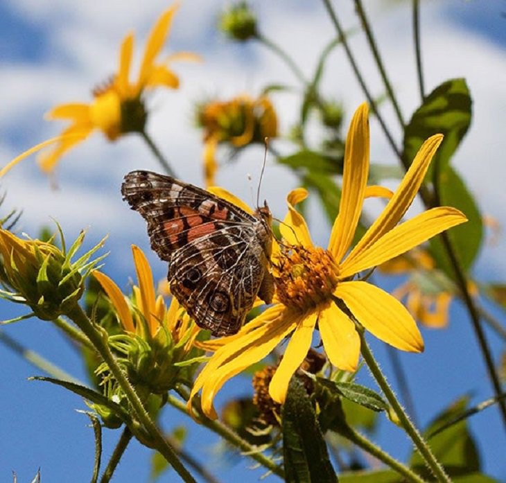 Finalists of the Spring High Country Garden Photography Contest, Painted Lady & Helianthus by Kim Mitas