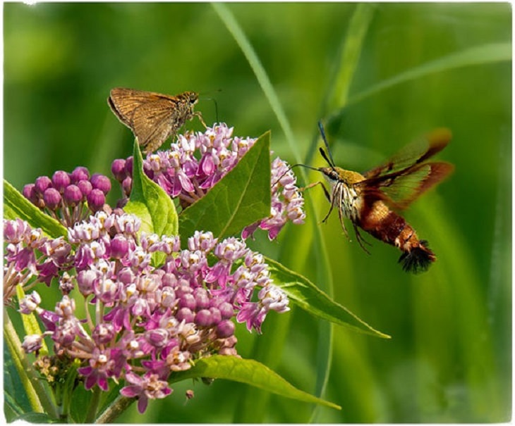 Finalists of the Spring High Country Garden Photography Contest, Moths & Milkweed by Bernadette Chiaramonte