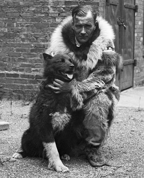 Most Famous Animals in the world, Balto, the Siberian Husky that saved a town