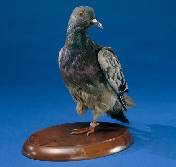 Most Famous Animals in the world, Cher Ami, the homing pigeon that earned the Cross of War Award